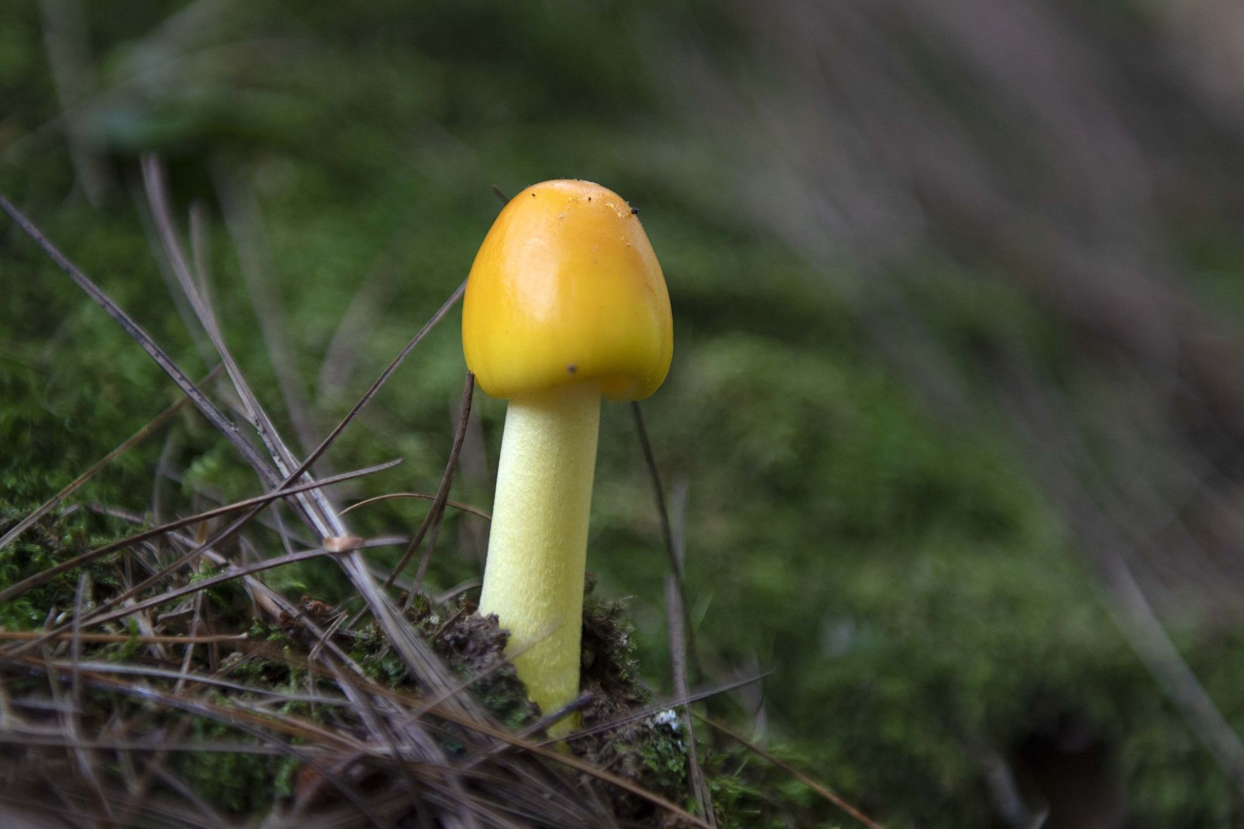 Pennsylvania Mushrooms.6..jpg
